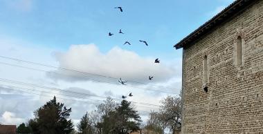 Photo corvidés