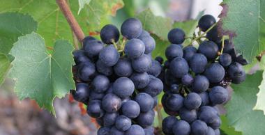 Vignes
