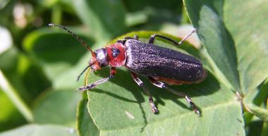 Cantharis rustica