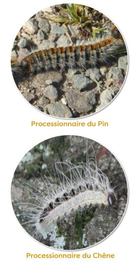 "illustrations chenilles processionnaires du pin et du chêne"