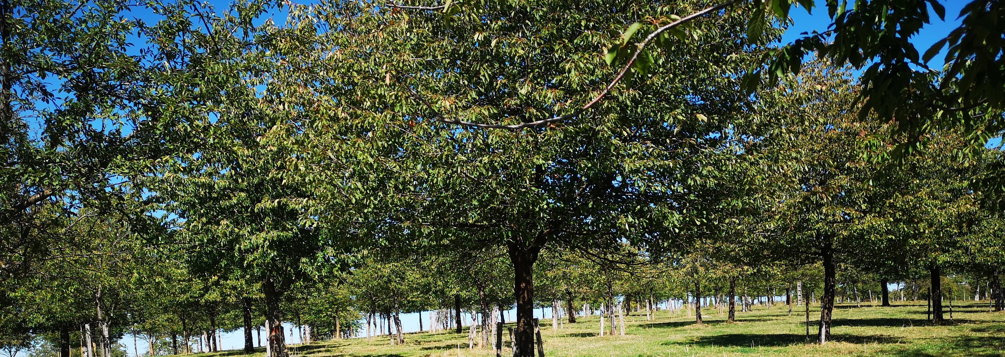 "arboriculture fruitière : verger"