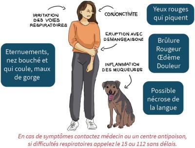 "les impacts de la chenille processionnaire"