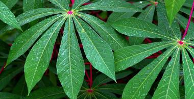 Le manioc menacé, la Guyane mobilisée : la FREDON au service du terrain