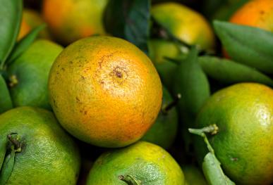 Formation lutte contre les maladies et ravageurs en agrumiculture AB