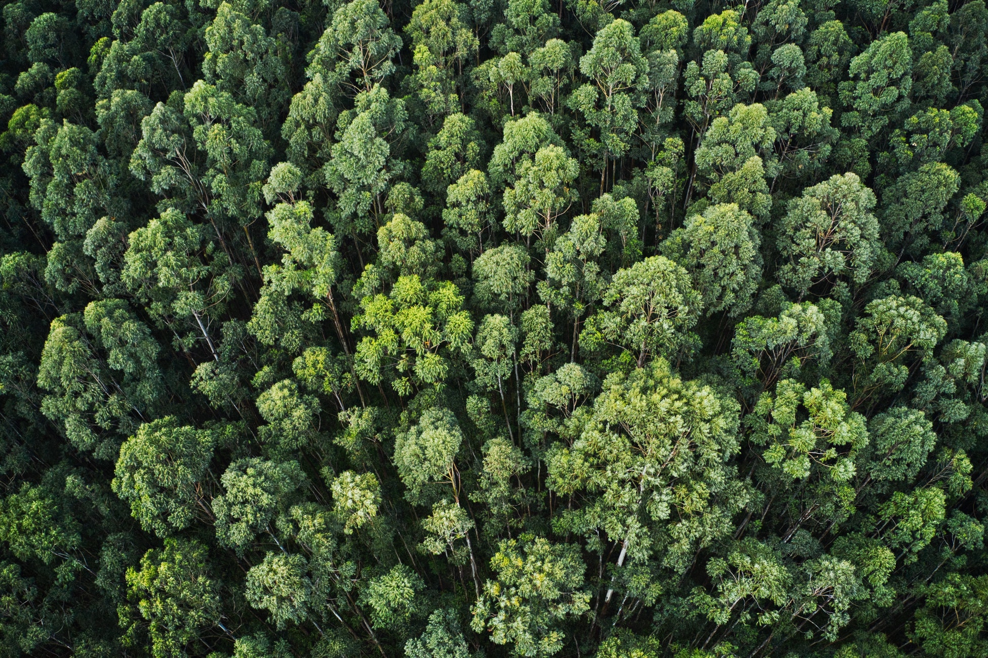 forêt