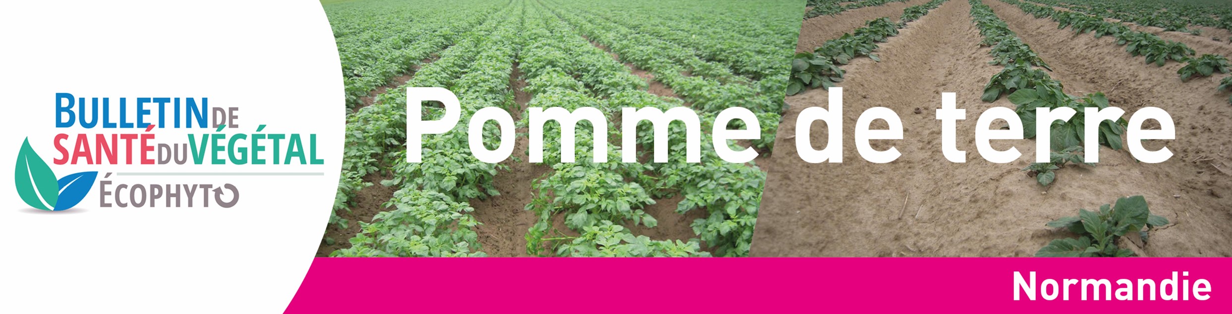 https://fredon.fr/normandie/bsv-pomme-de-terre