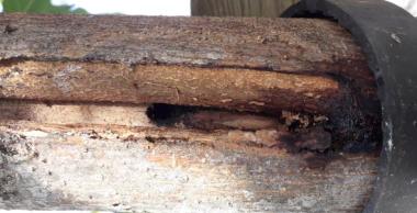trou mûriers platanes arbres trous larves coléoptère longicorne