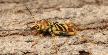 La surveillance du Xylotrechus chinensis sur muriers-platanes