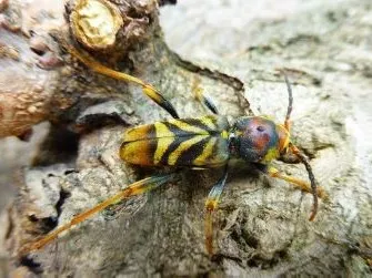 Xylotrechus chinensis adulte