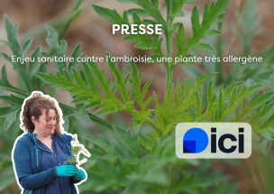 Enjeu sanitaire contre l'ambroisie