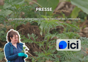 L'arrivée de l'ambroisie