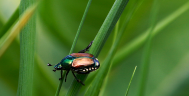 Popillia japonica détecté dans le Grand Est