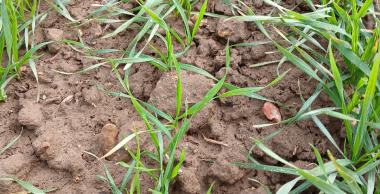 levée de céréales