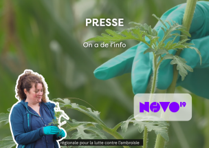 L'ambroisie