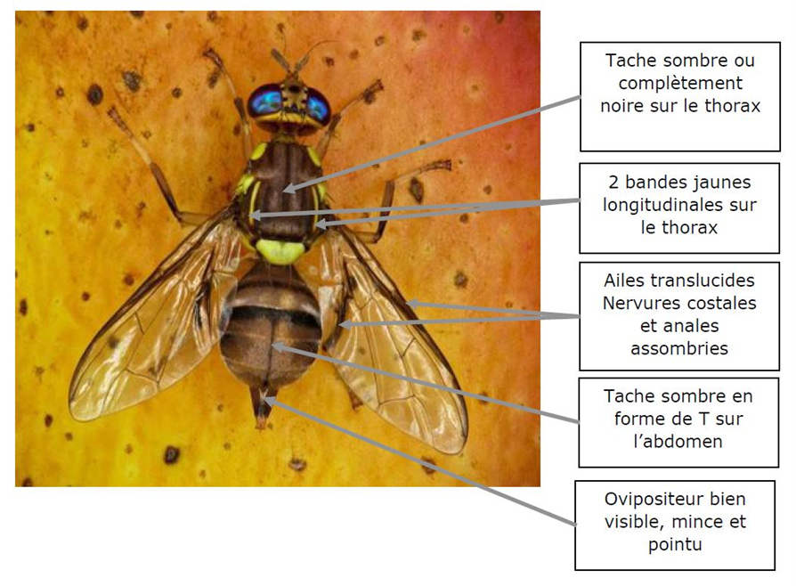 mouche orientale des fruits bactrocera dorsalis
