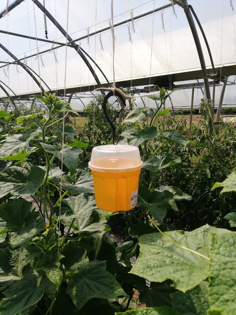 piégeage bactrocera dorsalis