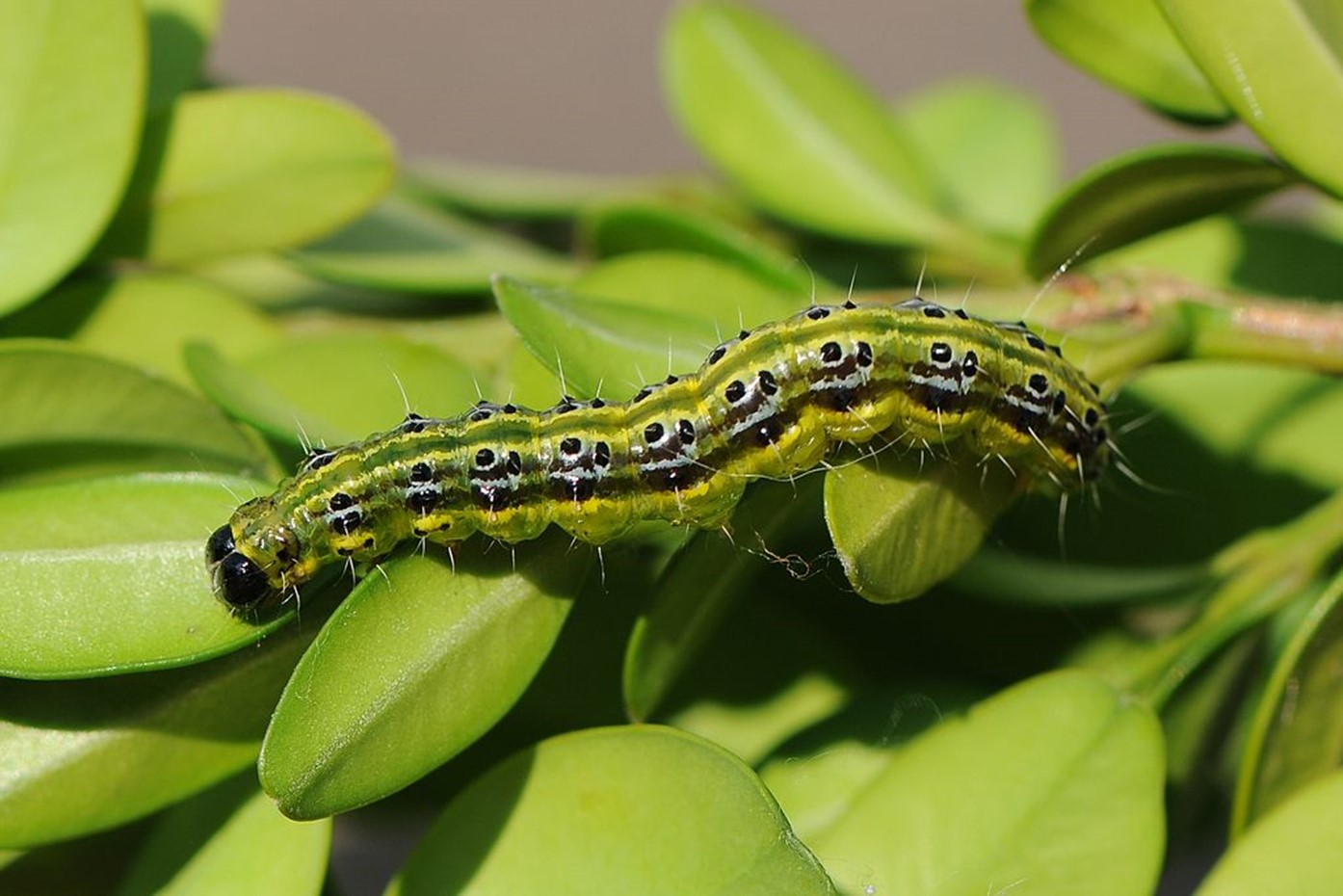 chenille de pyrale du buis photo HD ravageur