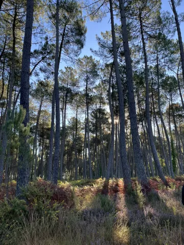 nématode du pin (Bursaphelenchus xylophilus)