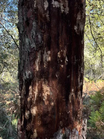 nématode du pin (Bursaphelenchus xylophilus)